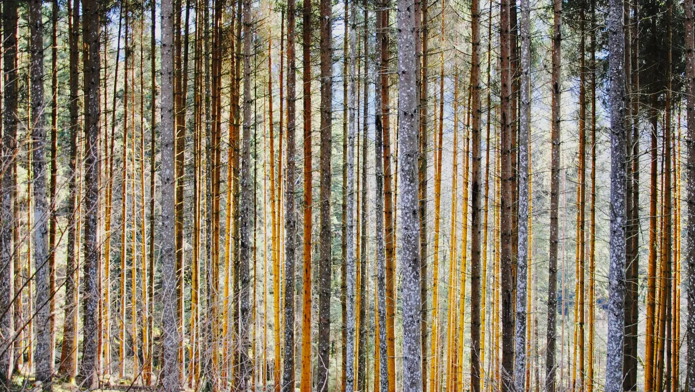 Straight pine tree trunks rising through a dense, sunlit conifer stand.