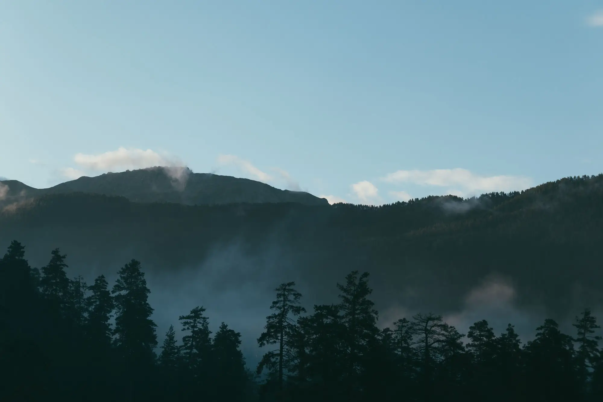 Conifers in silhouette below a forested mountain slope, with mist in the valley