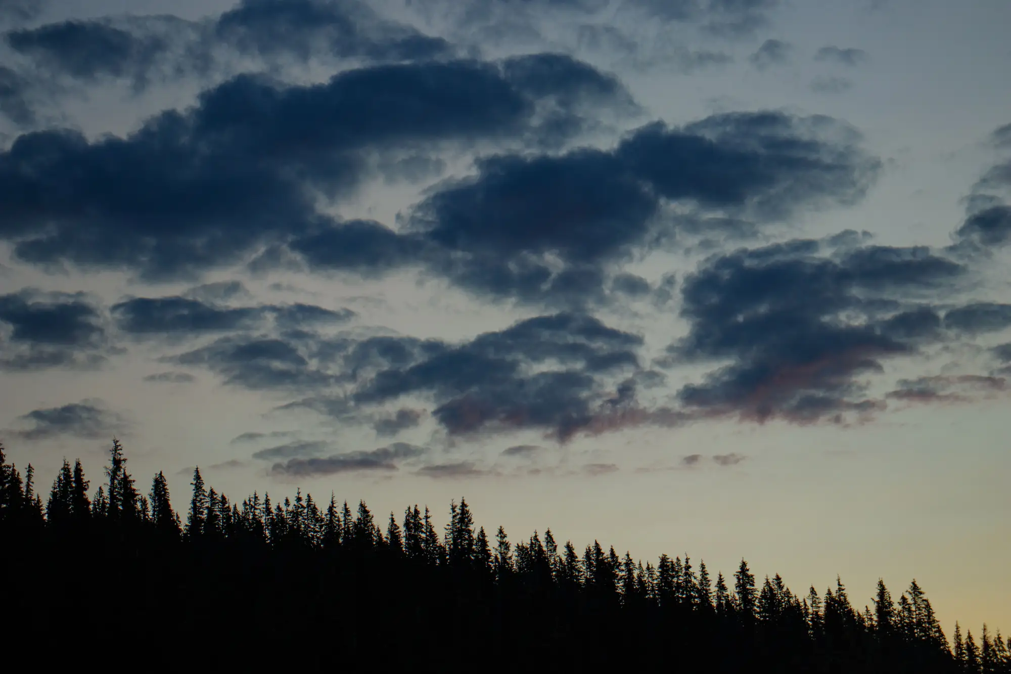 A conifer treeline in silhouette against a twilight sky